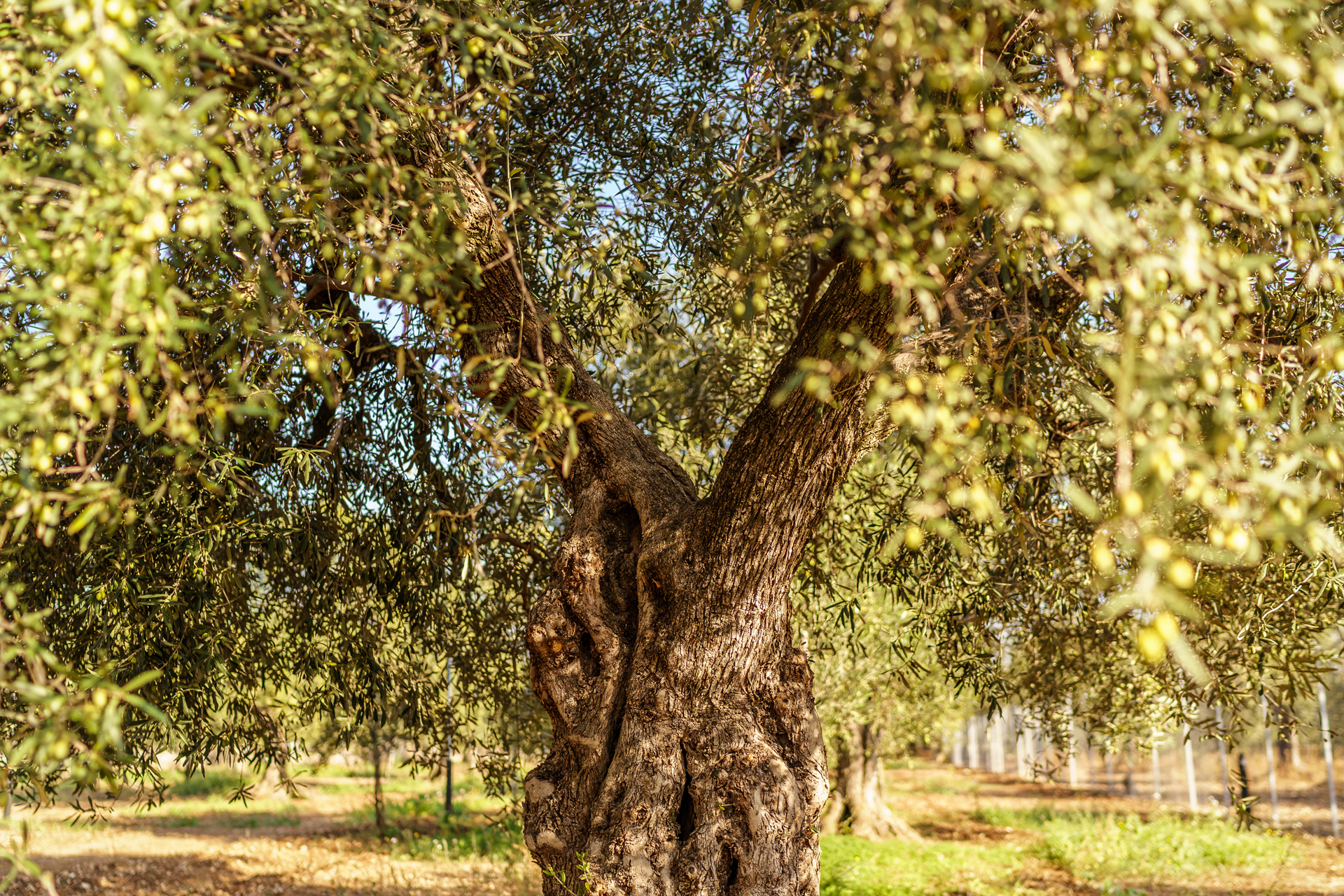 Naturalmente perfetto